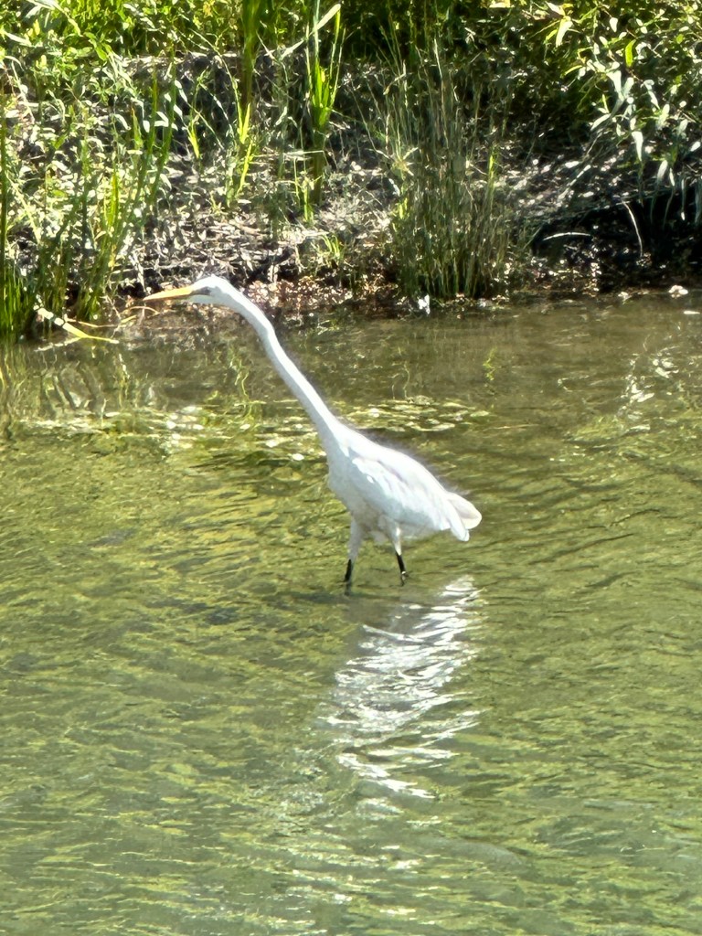 An egret in a pond with their neck stretched out as if curious about what they see