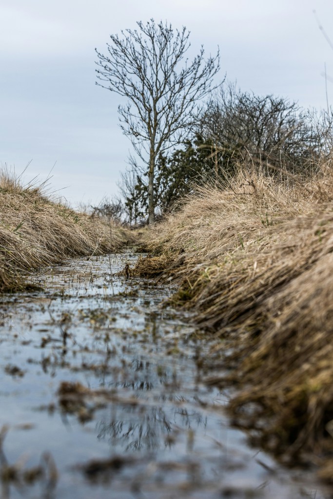 A bog marsh area